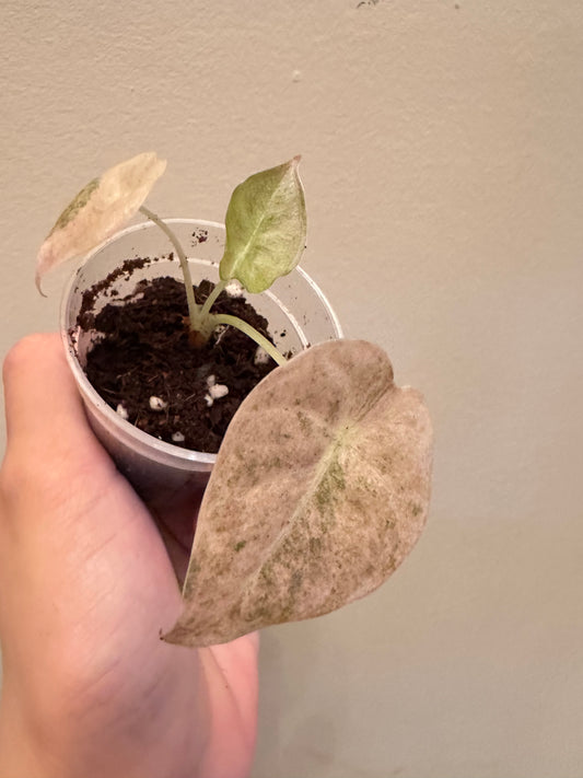 Alocasia Golden Bone Pink Mint Variegated - Small