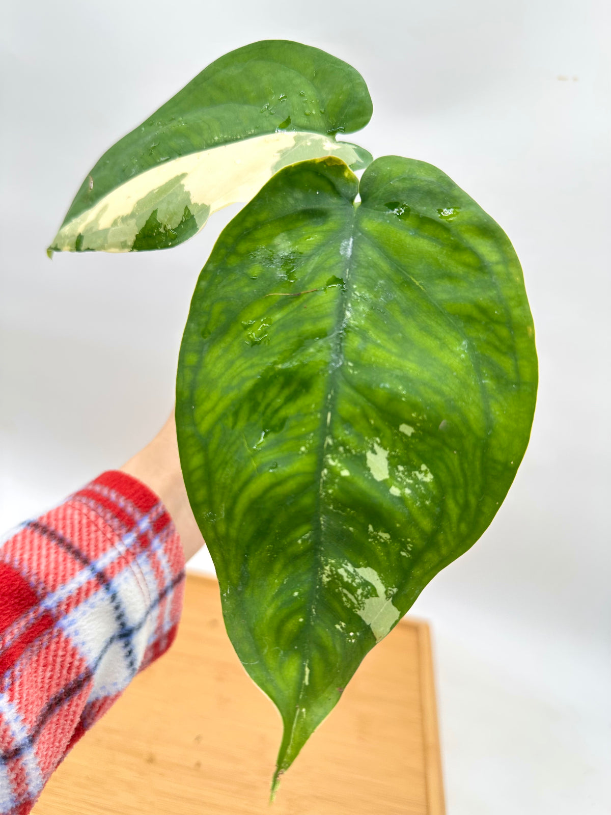 Syngonium Chiapense Albo Variegated