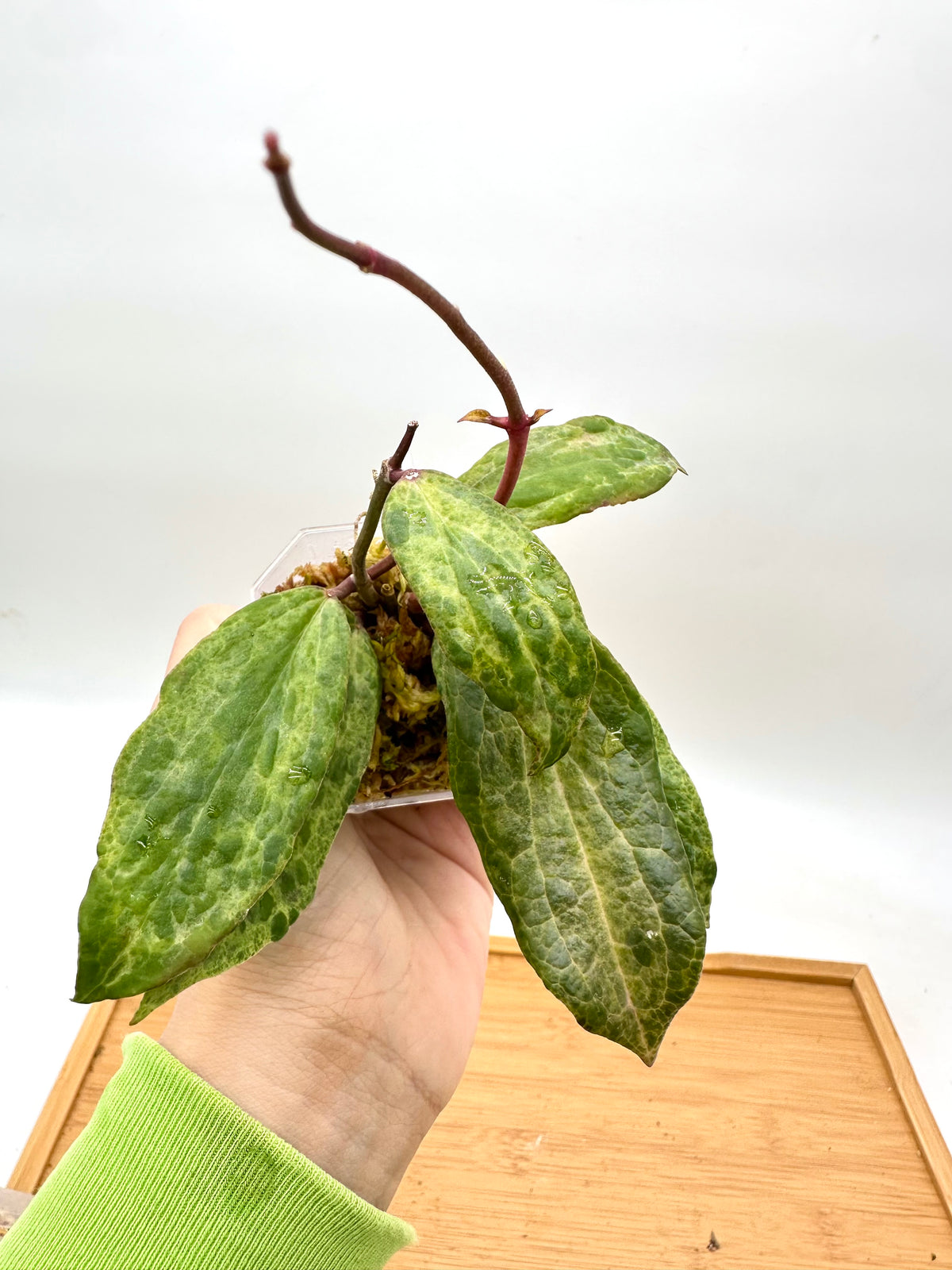 Hoya Crocodile - 2 Growths