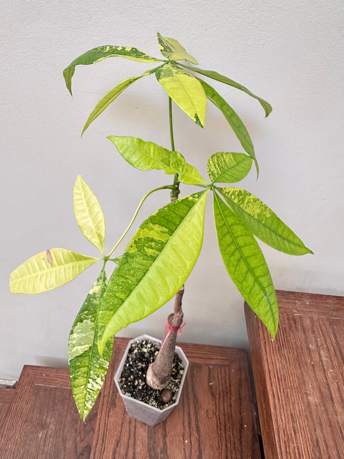 Money Tree Aurea Variegated