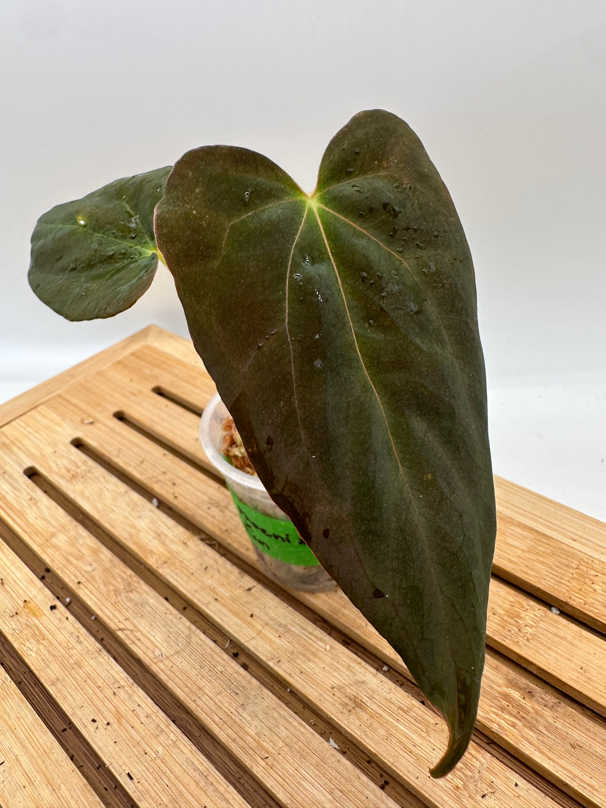 Anthurium Dark Phoenix x Fosterman