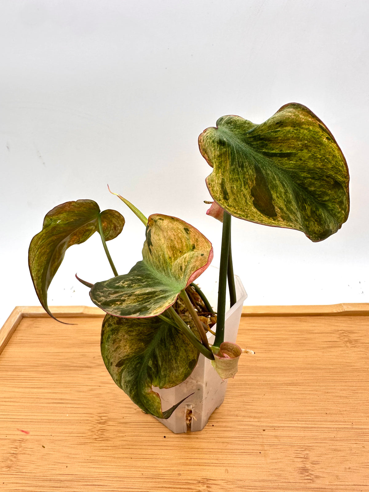 Philodendron Micans Mint Variegated
