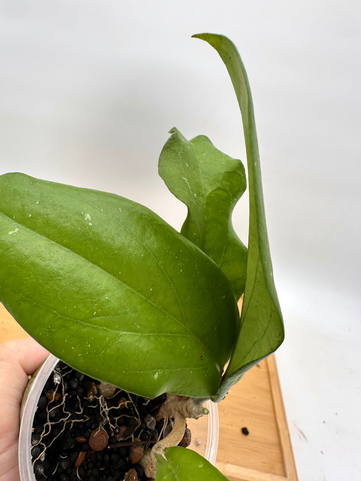 Hoya Erythrina ‘Bajo’