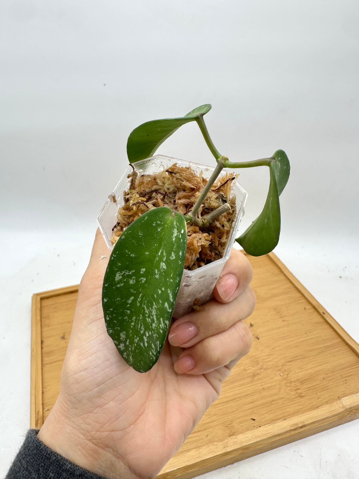 Hoya Sungwokii