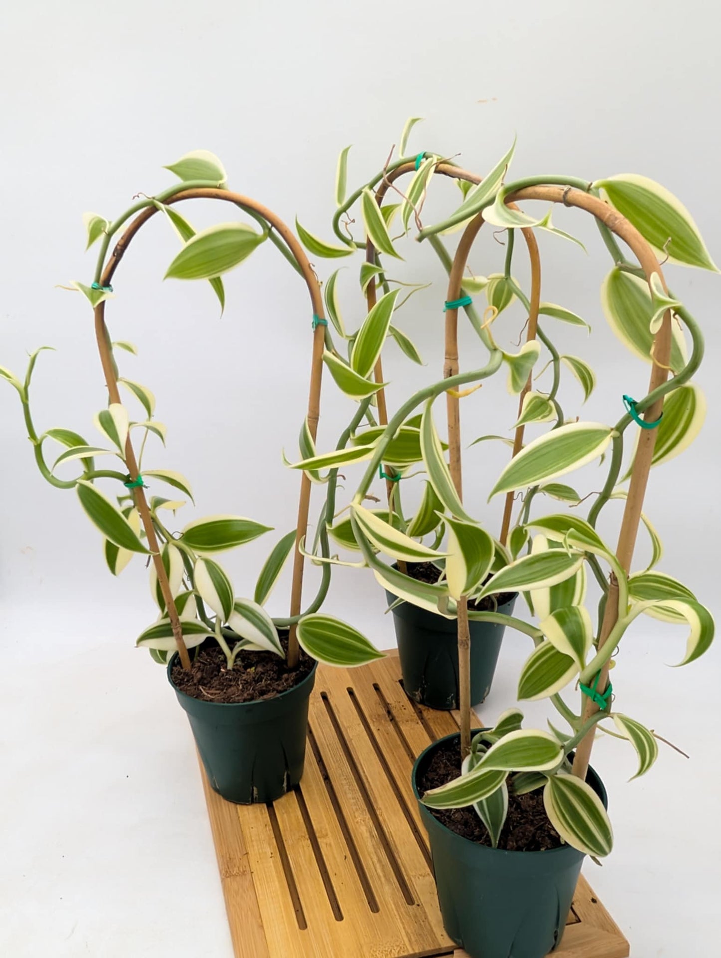 Variegated Vanilla Orchid - Good Size