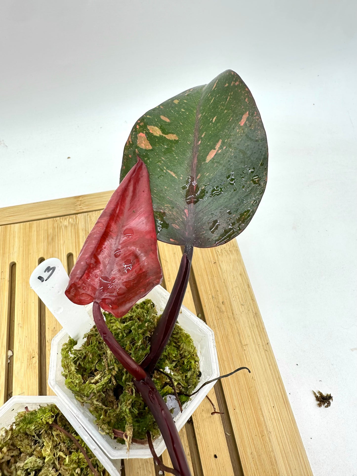 Philodendron Orange Princess Variegated - 013 014