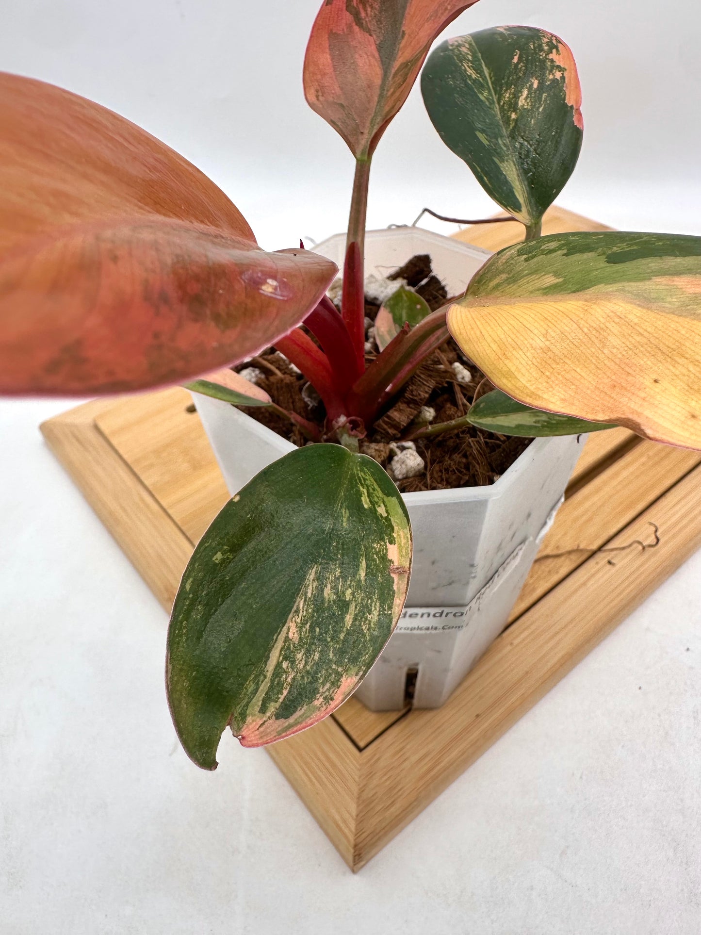 Philodendron Red Congo Variegated