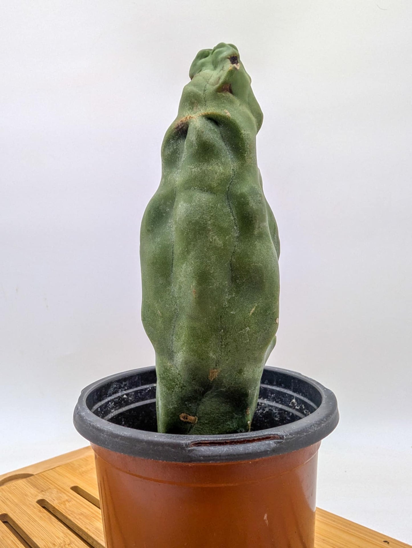 Lophocereus schottii var monstrose