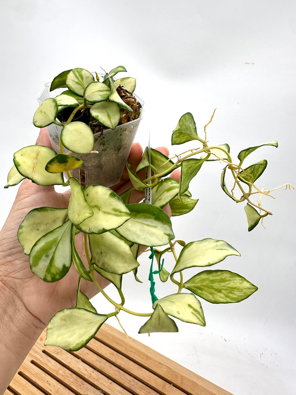 Hoya Heuschkeliana Inner Variegated