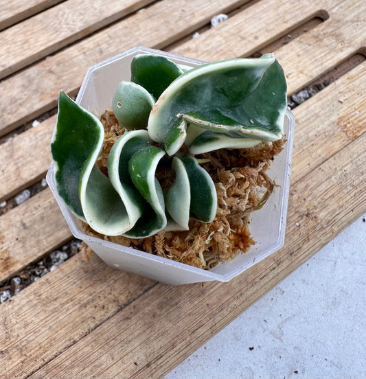 Hoya Compacta Variegated - New Growth Top Cutting