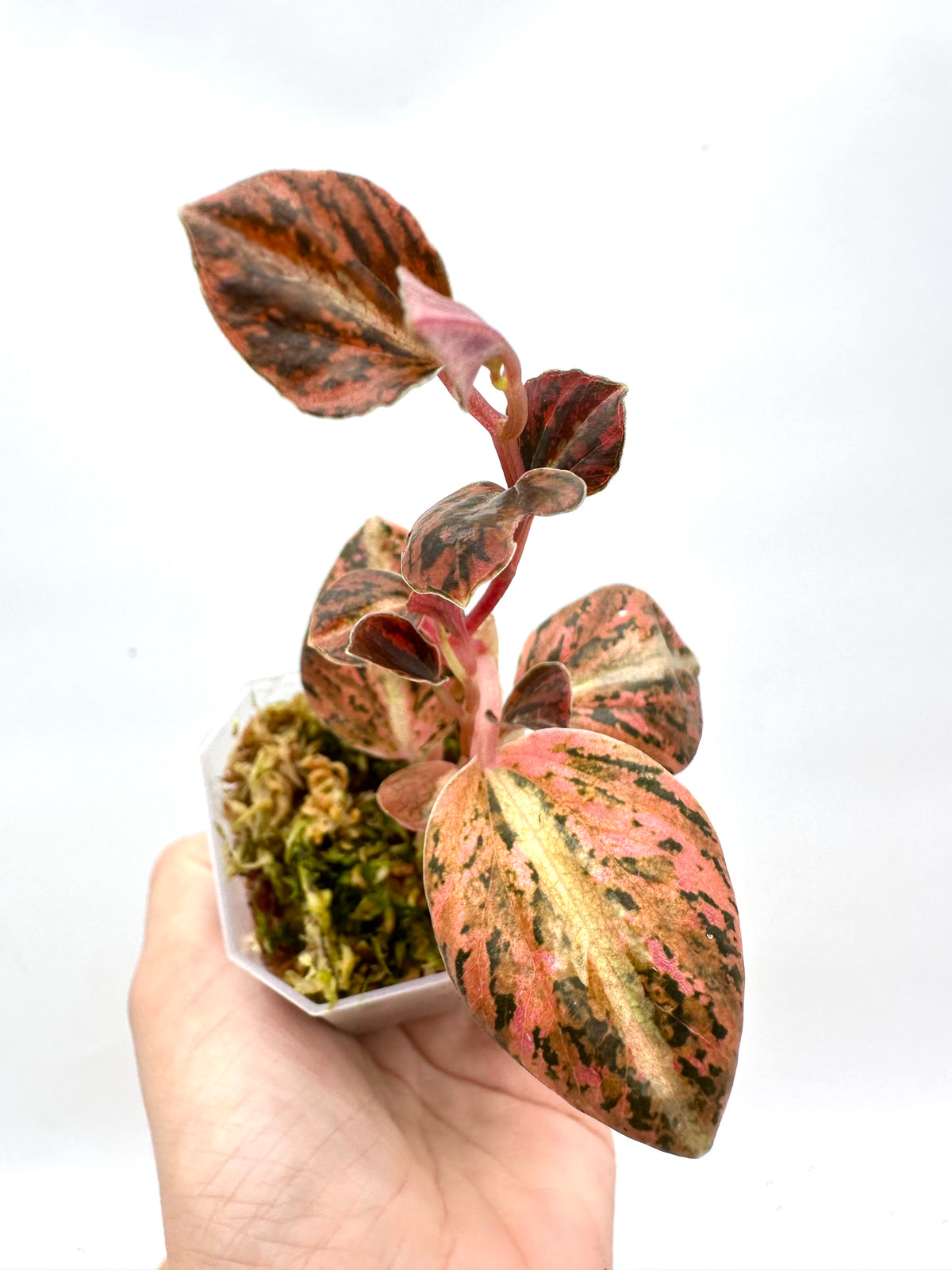 Peperomia Metallica Orange Variegated