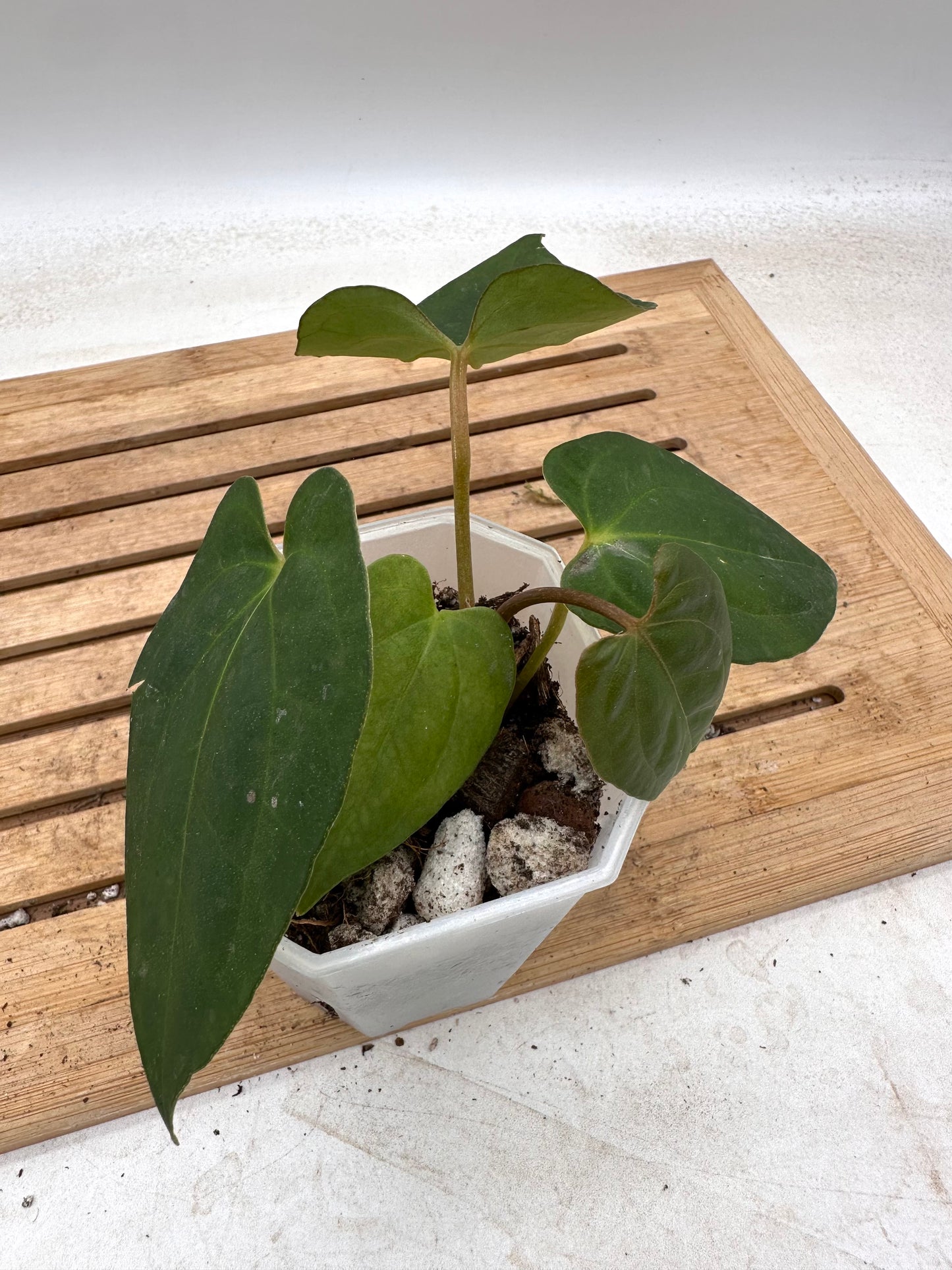 Anthurium Blue Papillilaminum X Fort Sherman
