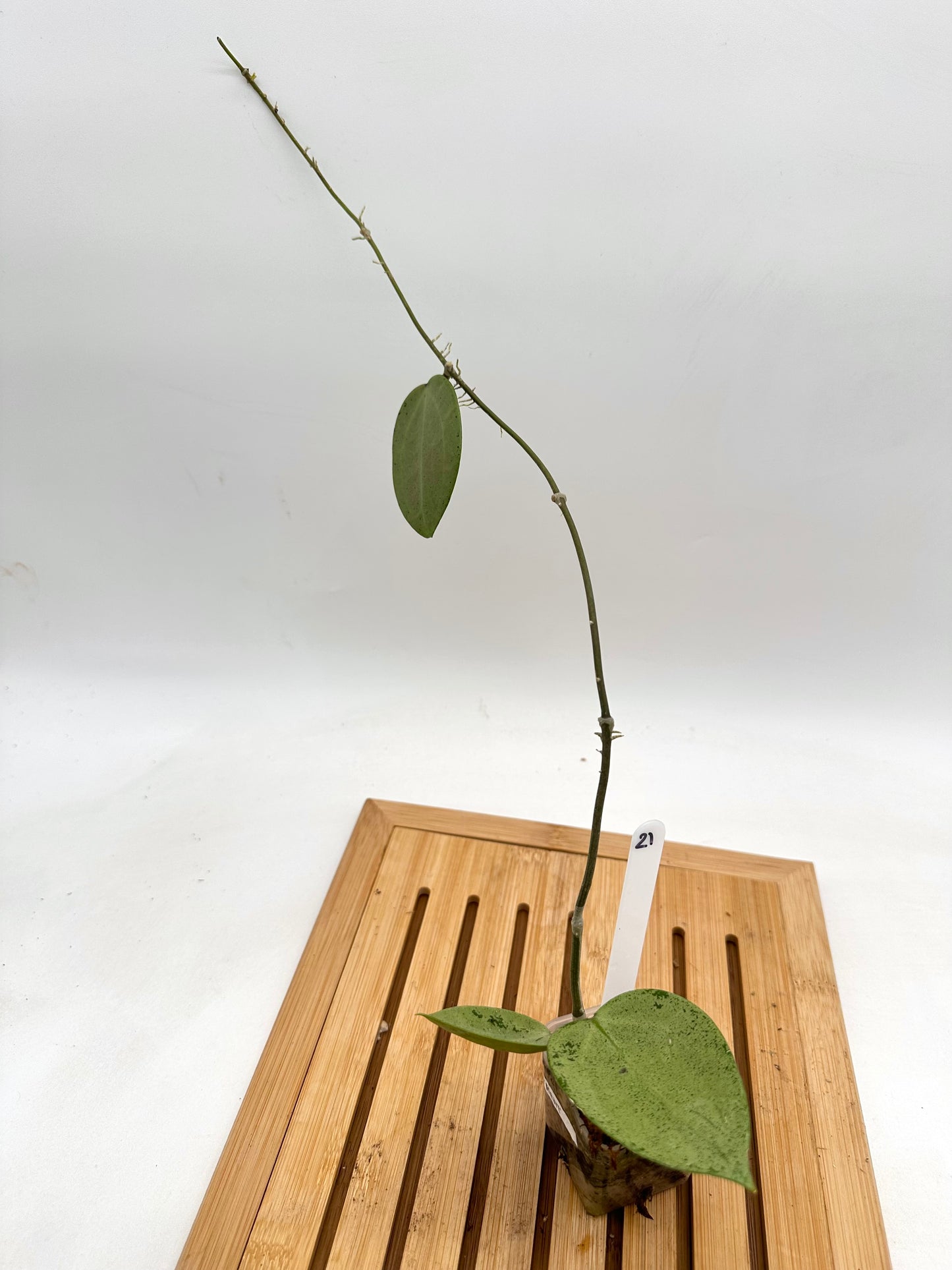 Hoya Verticillata Silver Heart 021
