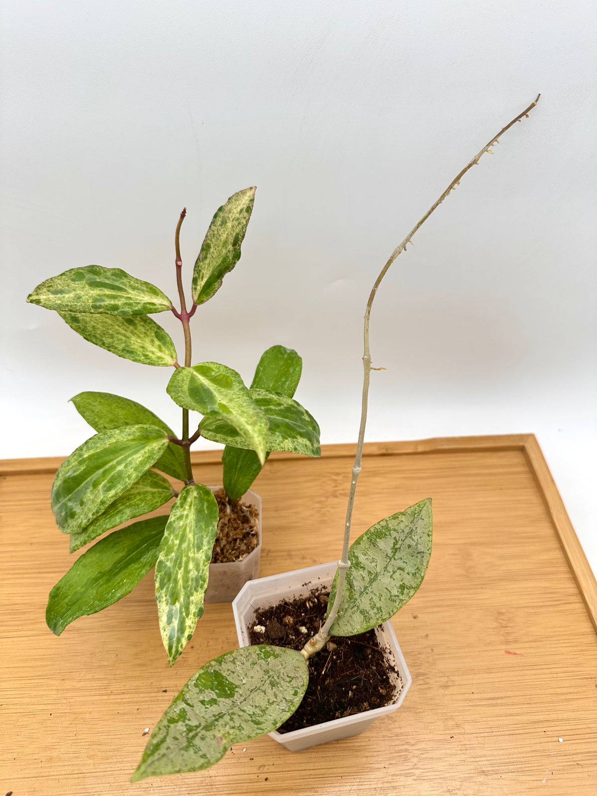 *Combo Deal - Rare Find Hoya