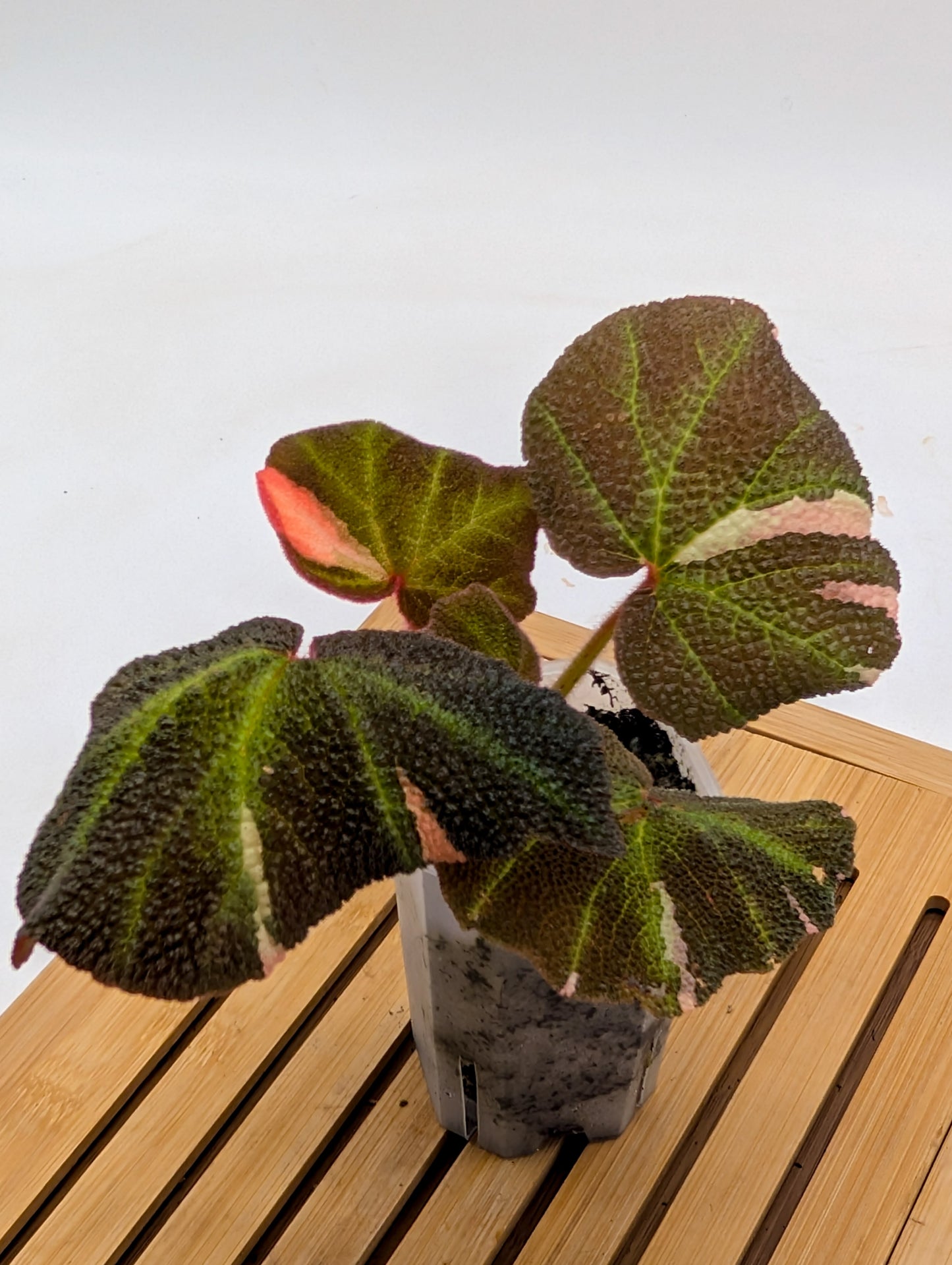 Begonia Soli Mutata Variegated