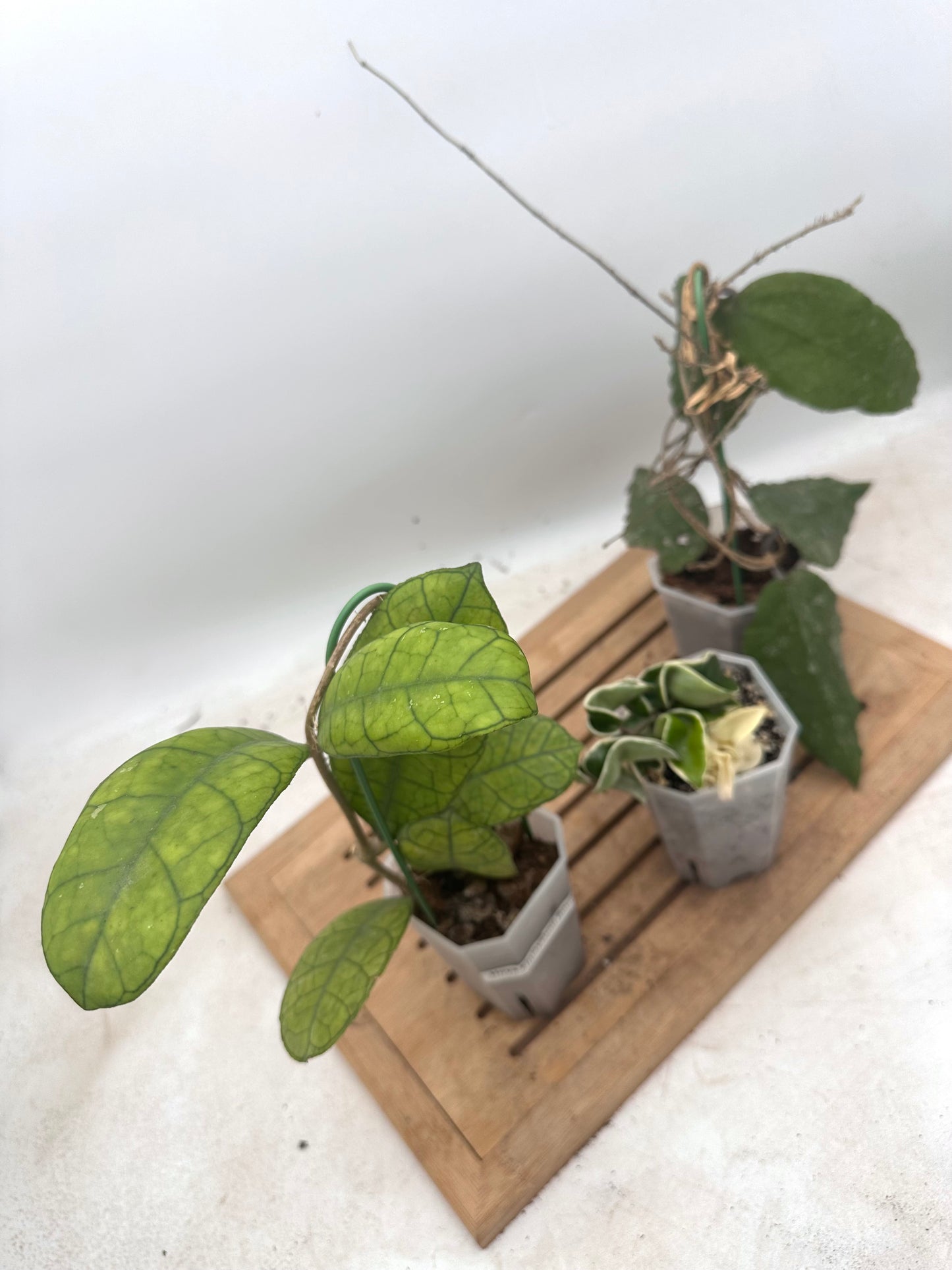 Combo Sale - Hoya Hindu Rope Albo & Hoya Finlaysonii Round Leaf & Hoya Caudata Big Leaves