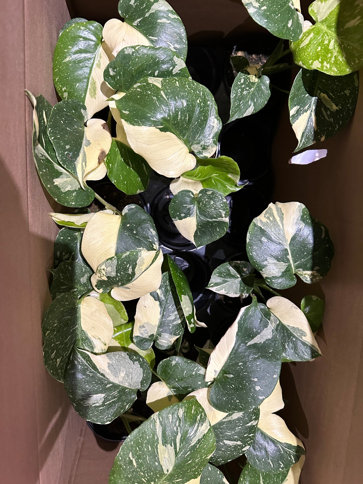 Monstera Thai Constellation Variegated