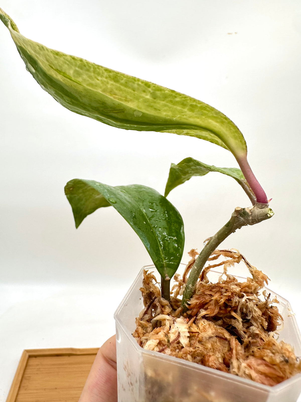 Hoya Crocodile