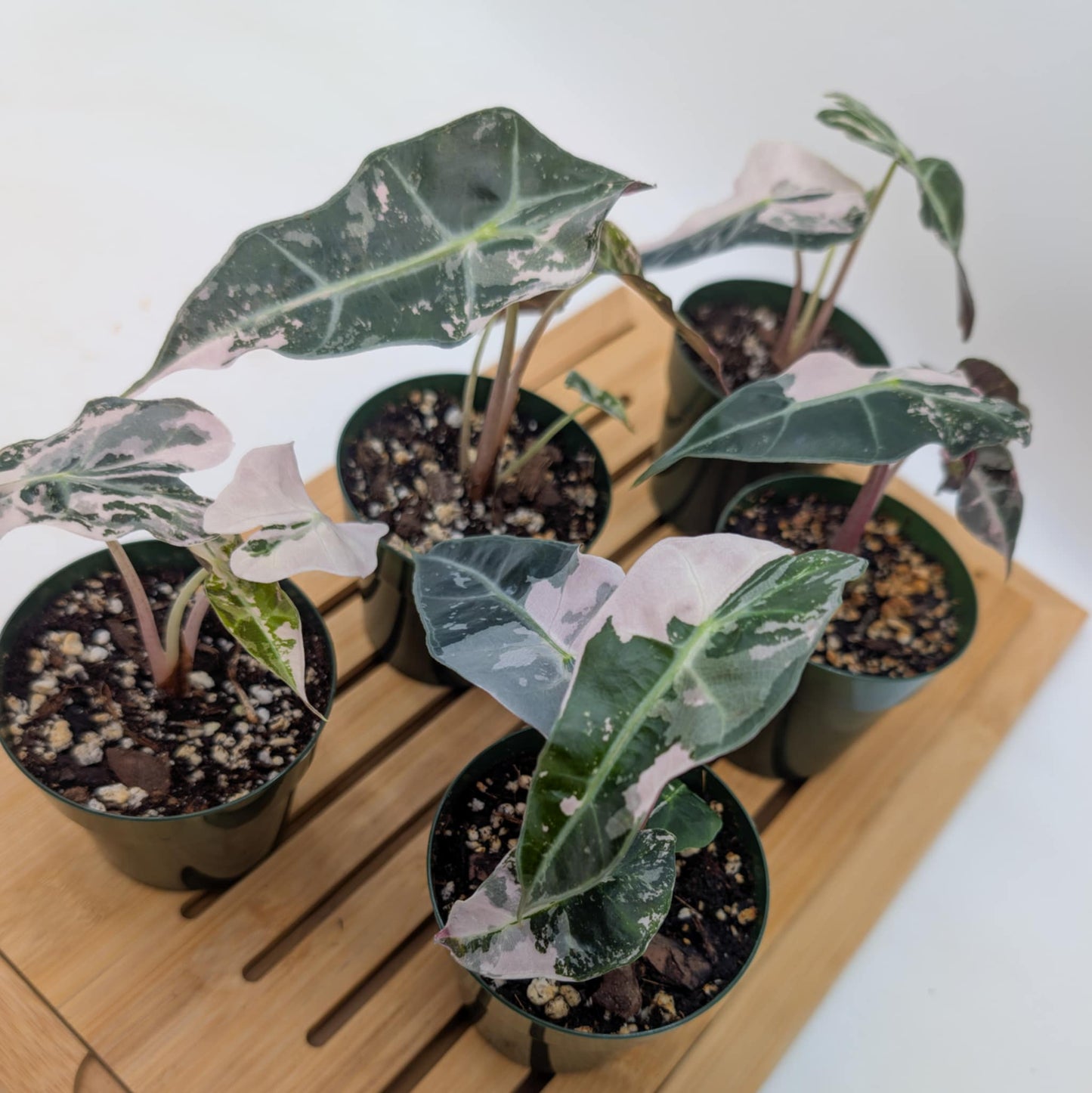 Alocasia Amazonica Pink Snowflake