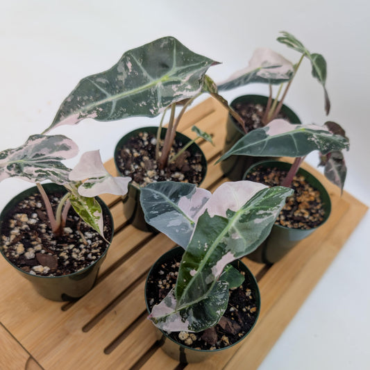 Alocasia Amazonica Pink Snowflake
