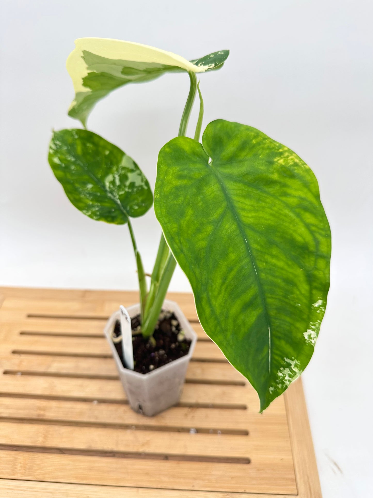 Syngonium Chiapense Albo Variegated