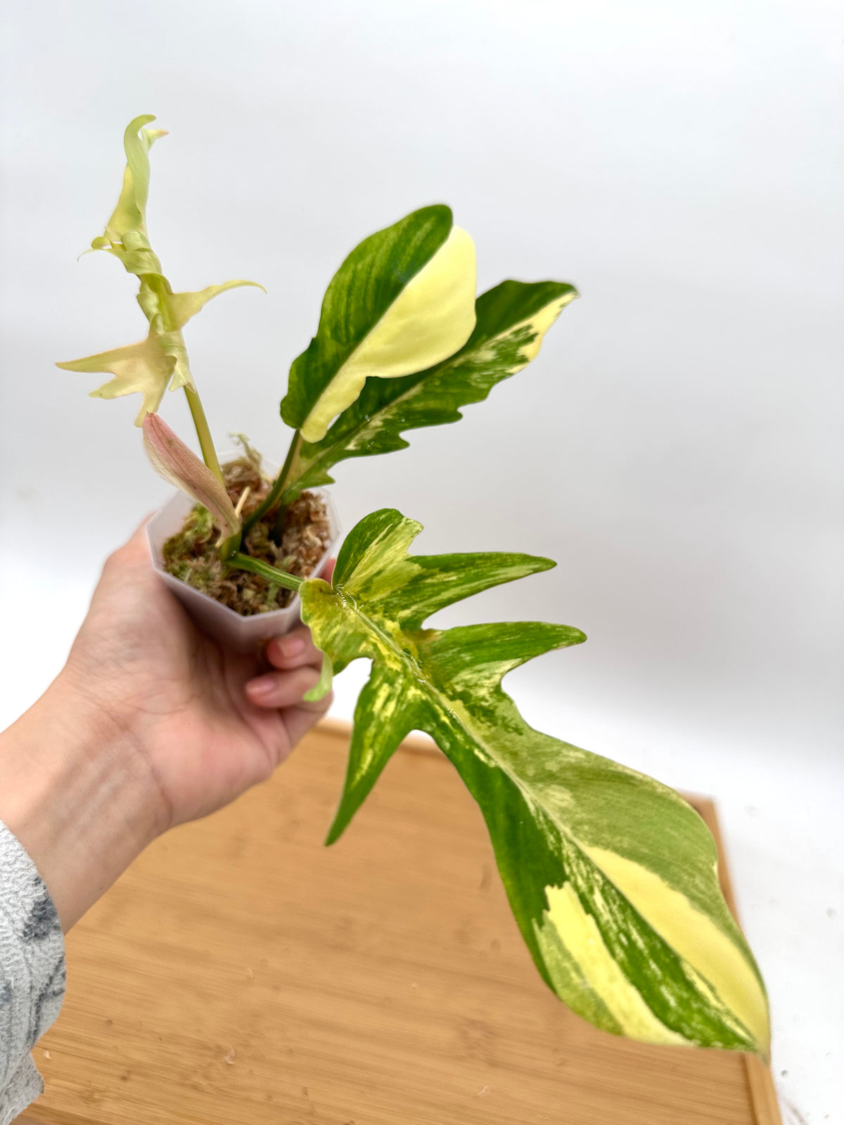 Philodendron FB x Tortum Variegated