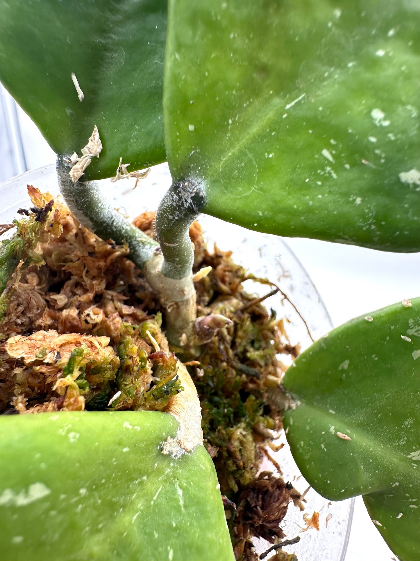 Hoya Obovata Splash