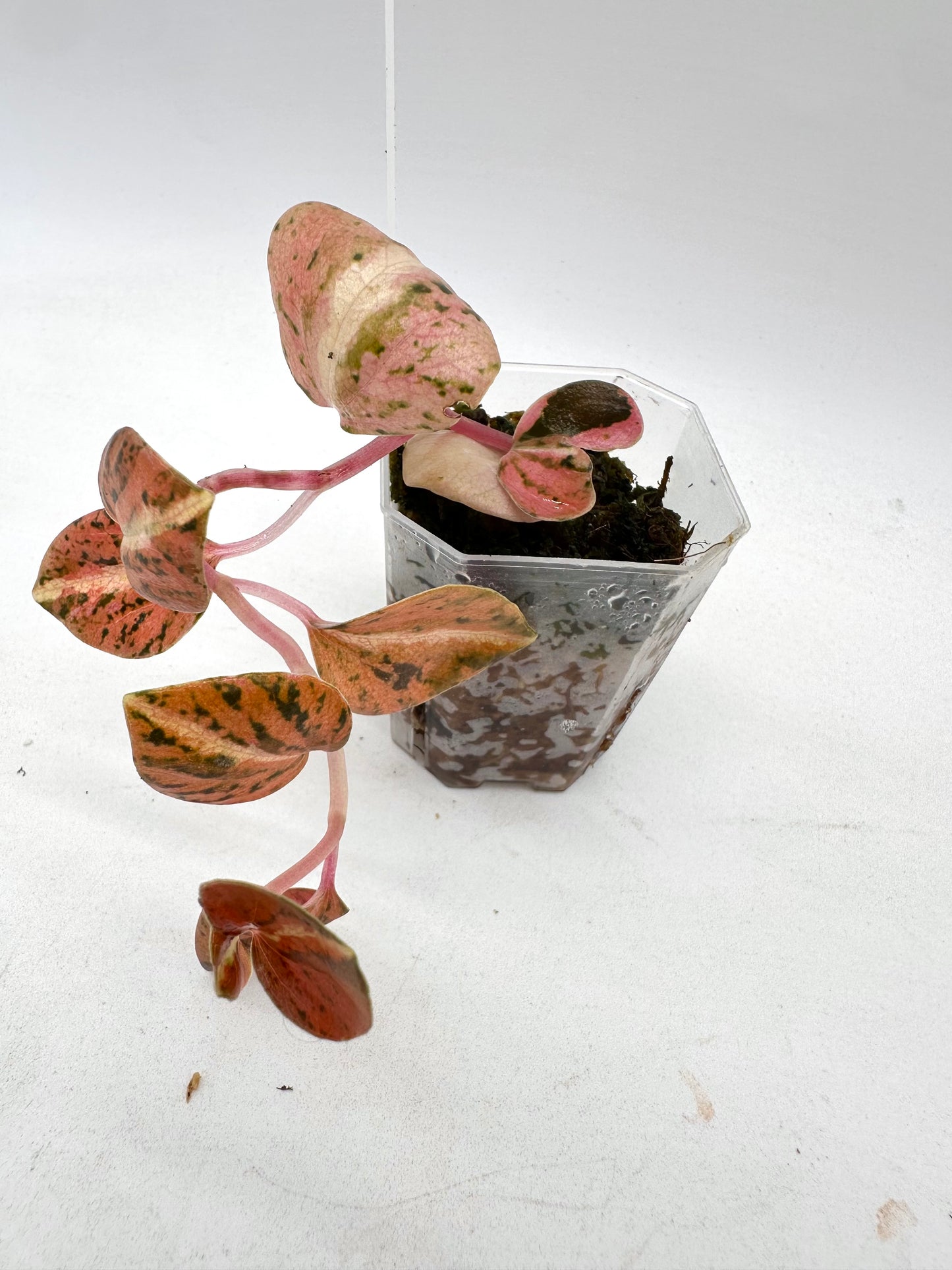 Peperomia Metallica Orange Variegated 080
