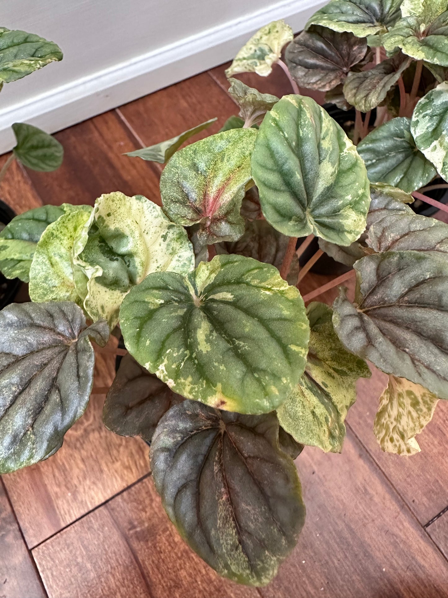 Peperomia Pink Lady Variegated