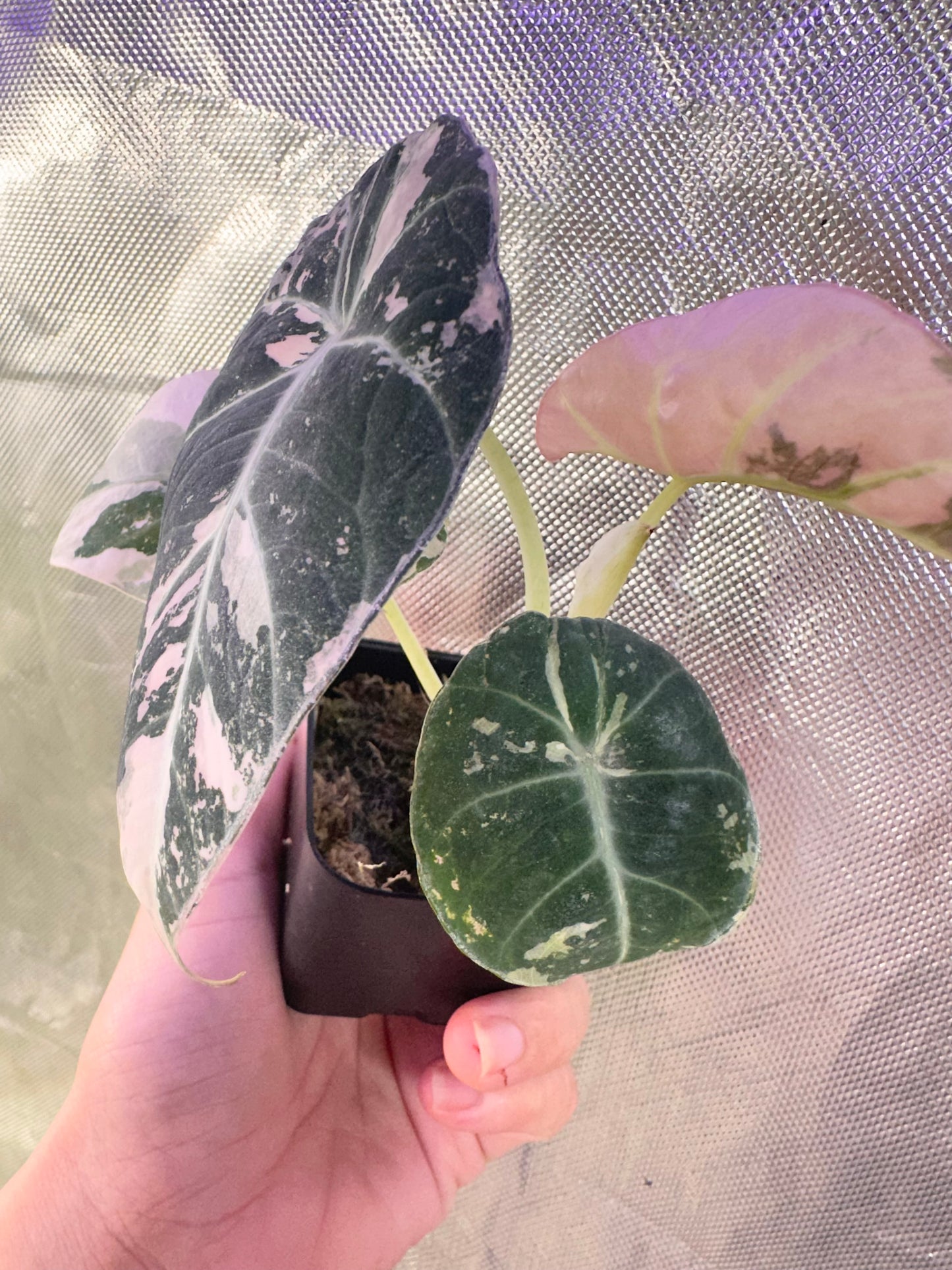 Alocasia Black Velvet Variegated