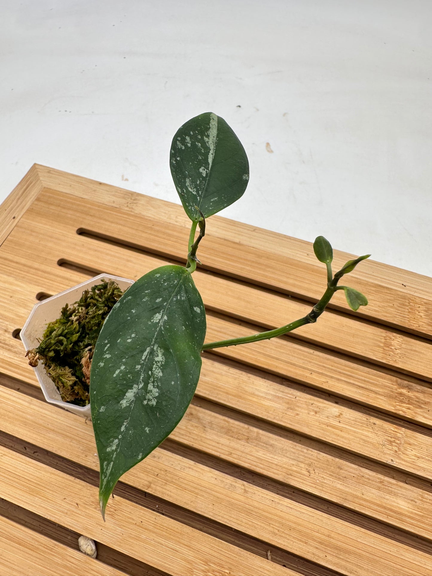 Hoya Coriacea Splash