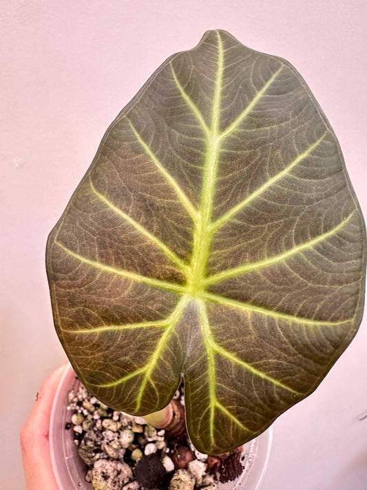 Thanksgiving Sales - Alocasia Regal Shields Caramel Variegated