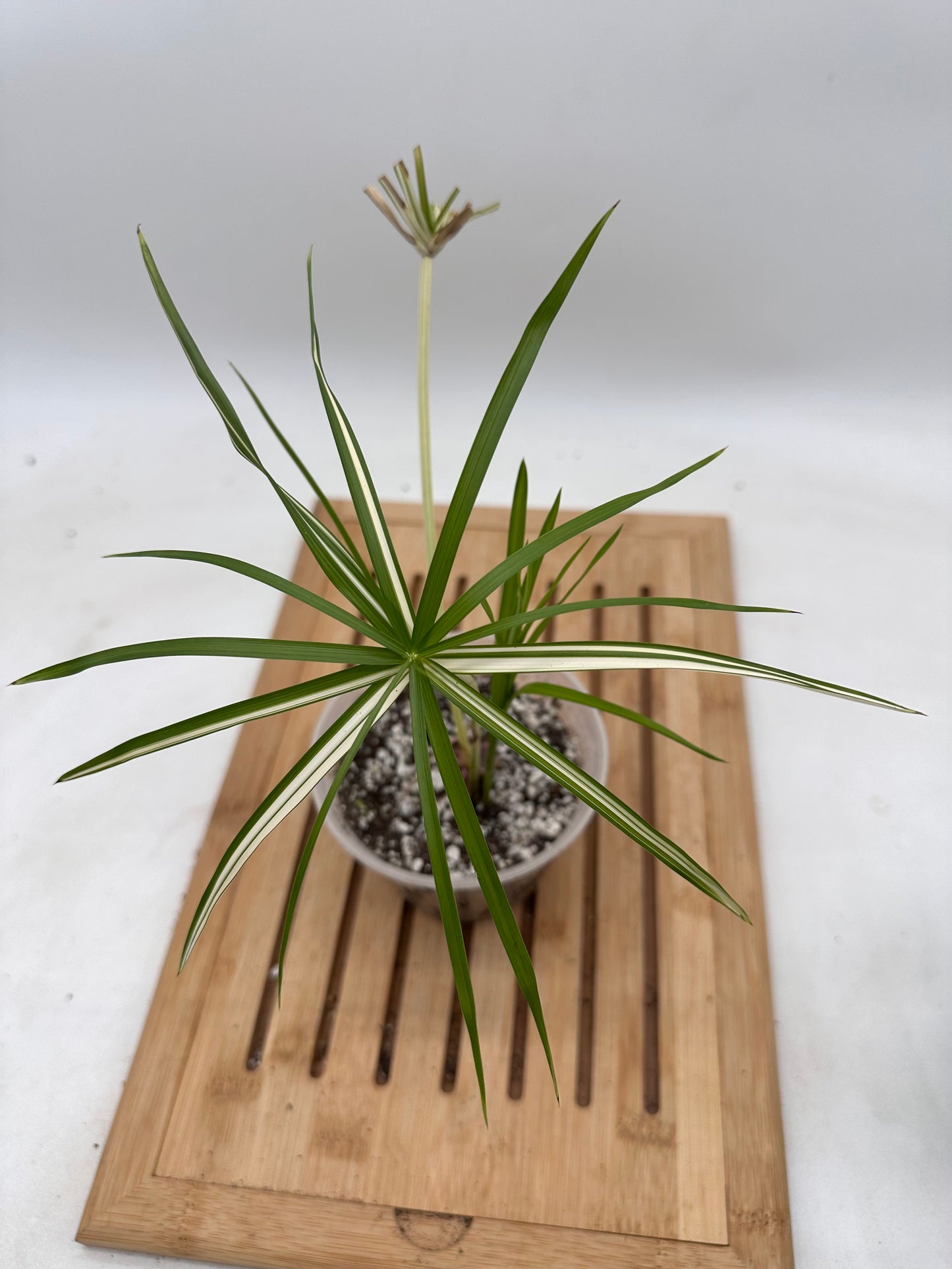 Cyperus Alternifolius Albo Variegata - Rare Find