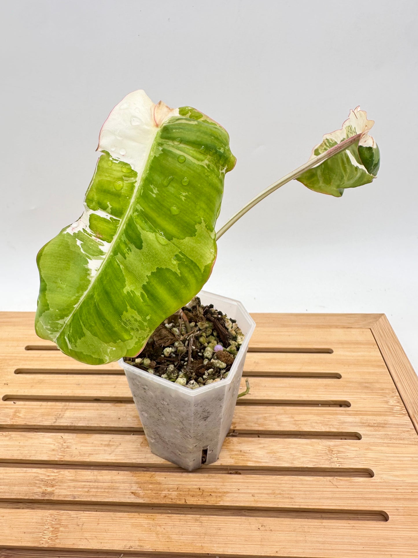 Philodendron Paraiso Verde Albo Variegated