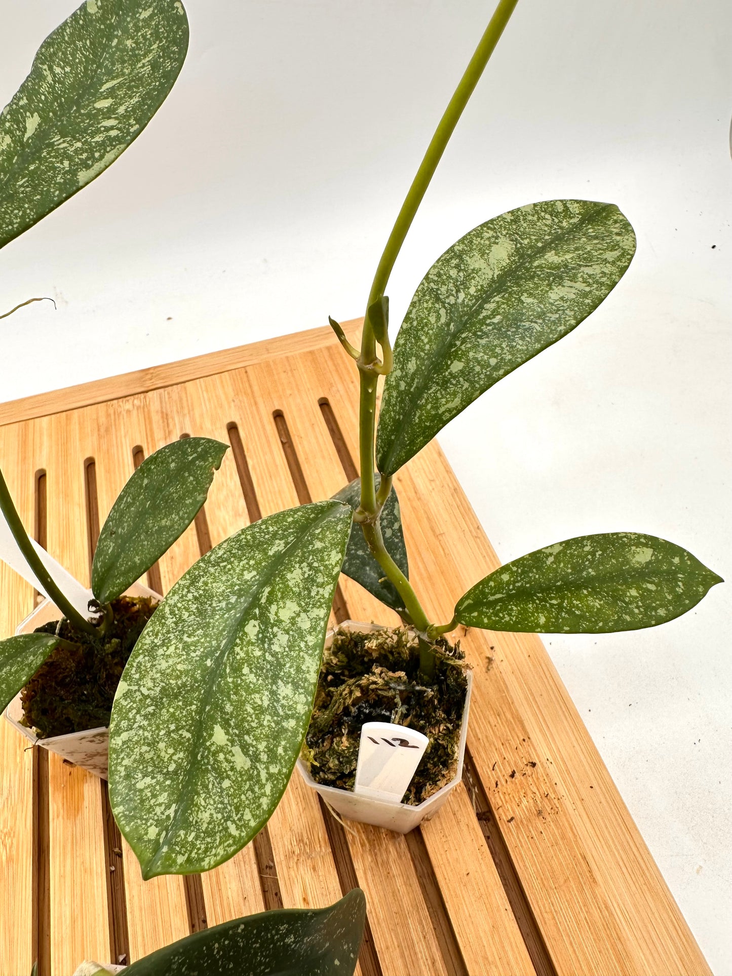 Hoya Diversifolia Splash 111 112 113