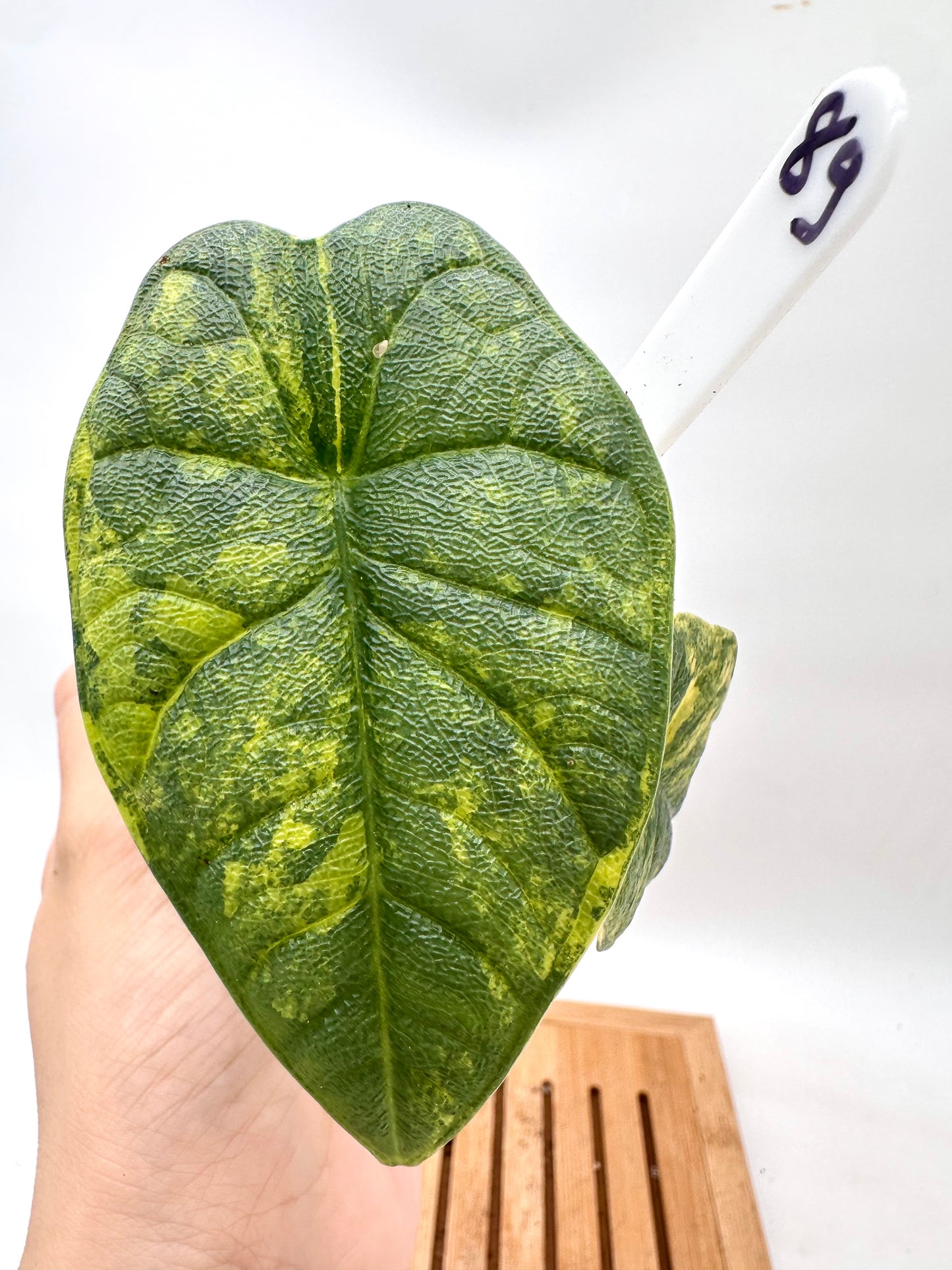 Alocasia Melo Aurea Variegated