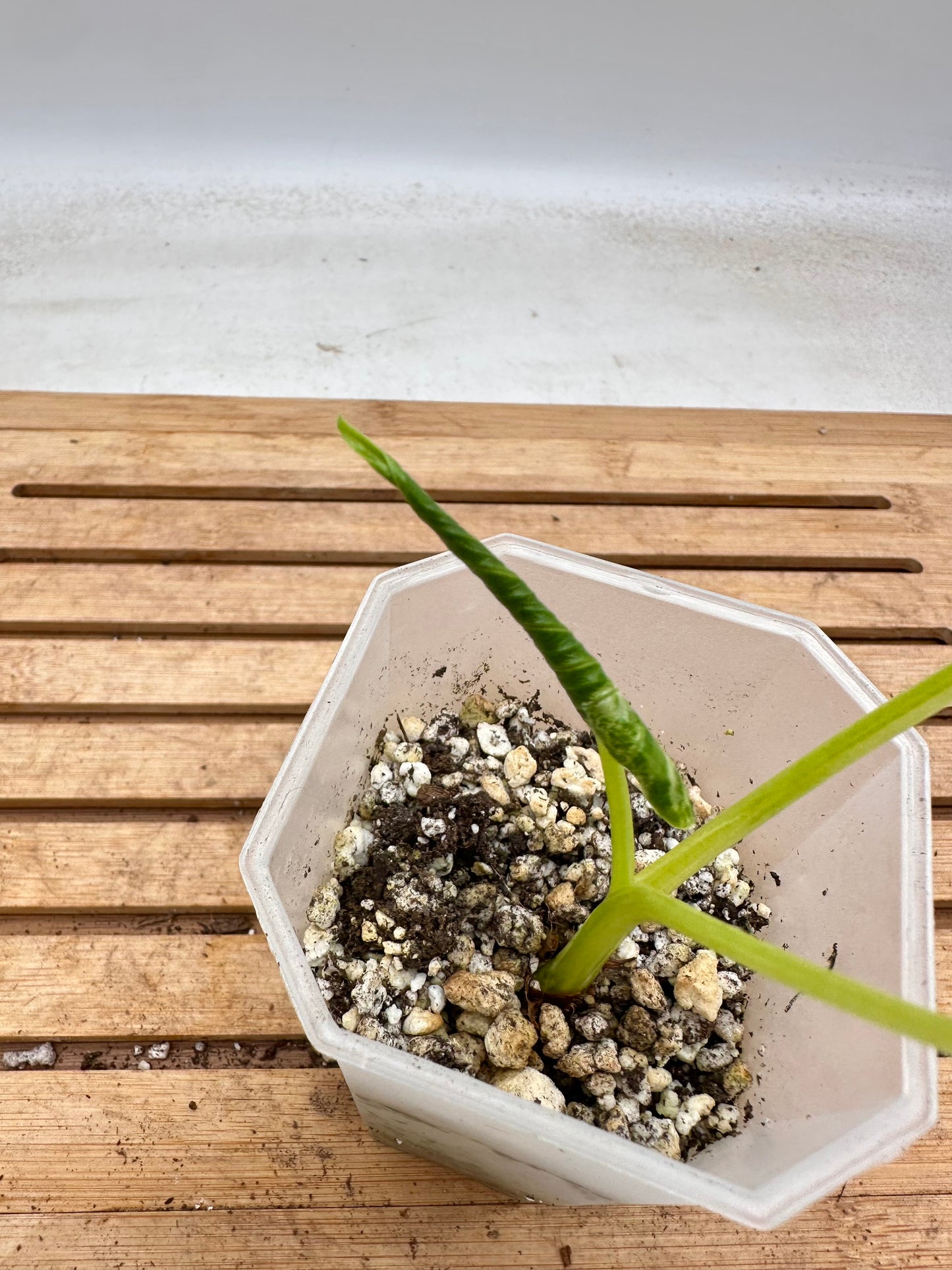 Alocasia Crinkle Albo Variegated