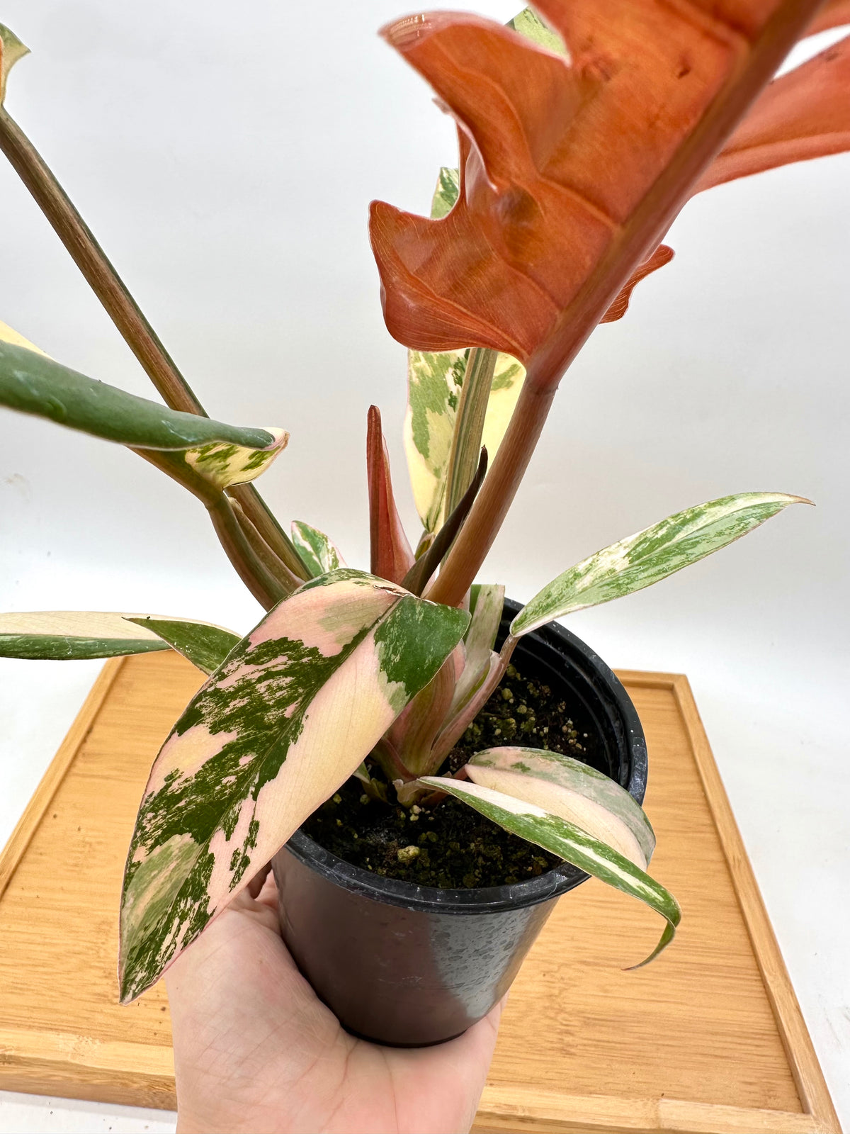 Philodendron Caramel Marble Variegated