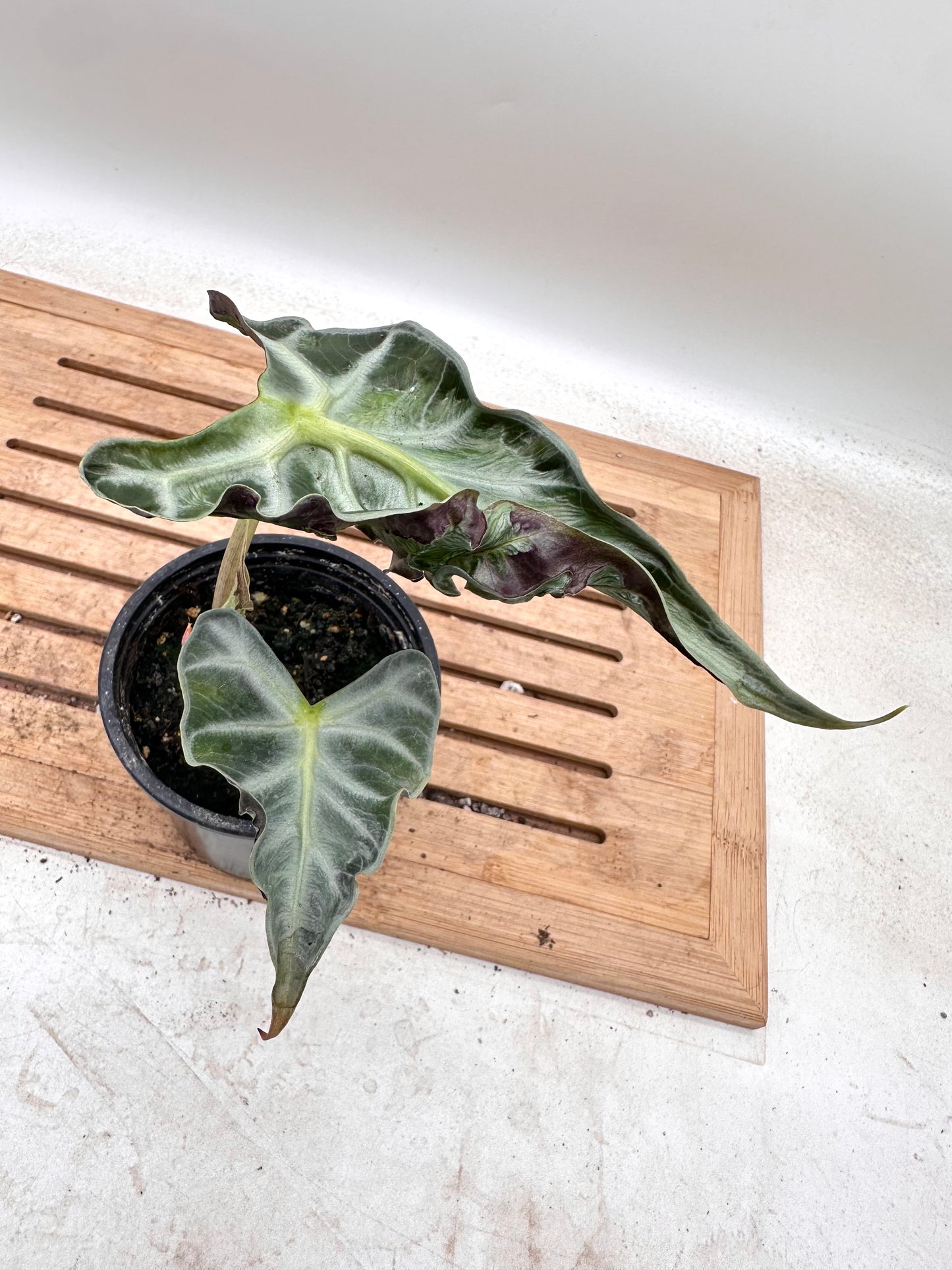 Alocasia Loco - Good size