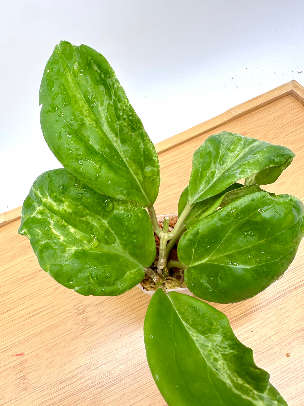 Hoya Cv Candy