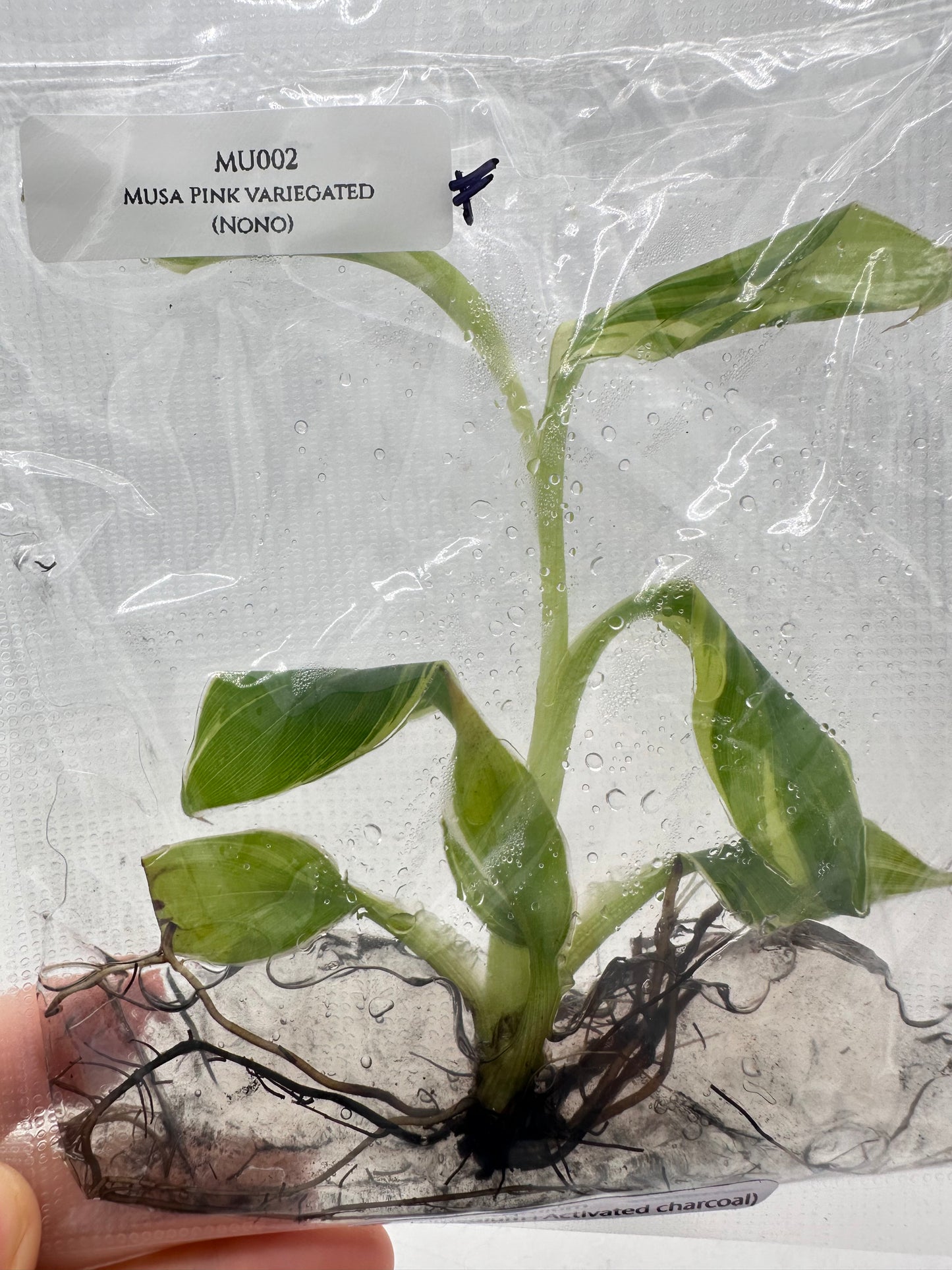 Tissue Culture - Musa Pink Variegated Banana Tree