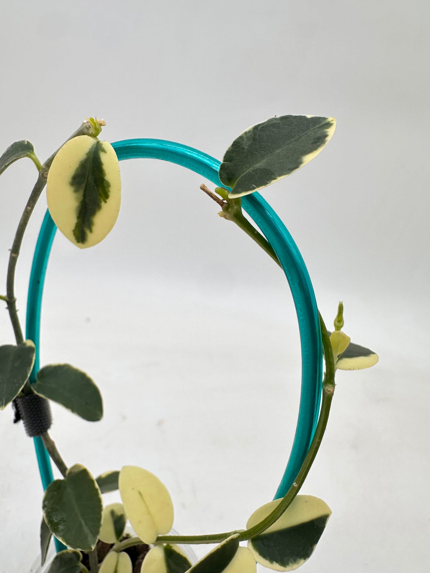 Hoya Cumingiana Variegated - Multiple New Growths