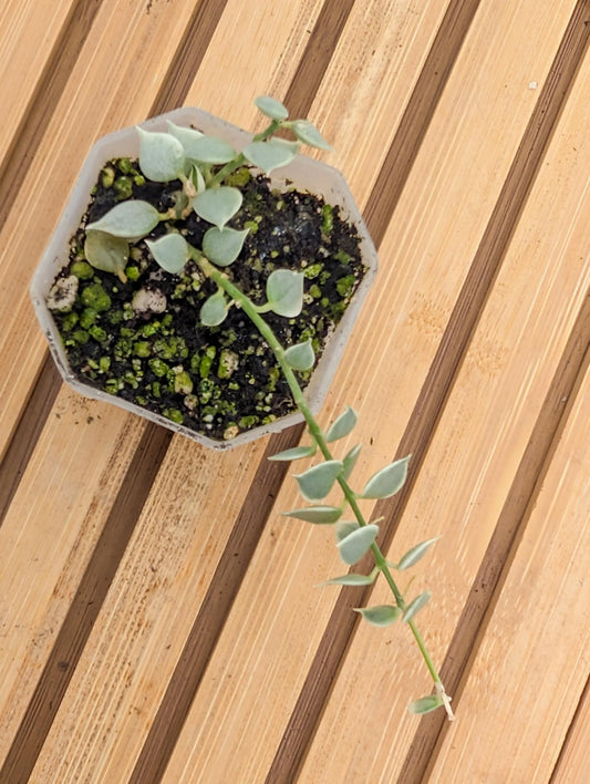 Dischidia ‘Million Hearts’ Variegated