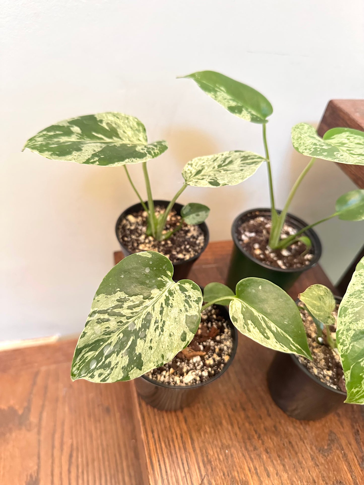 Monstera Bulbasuar in 3.5” pot