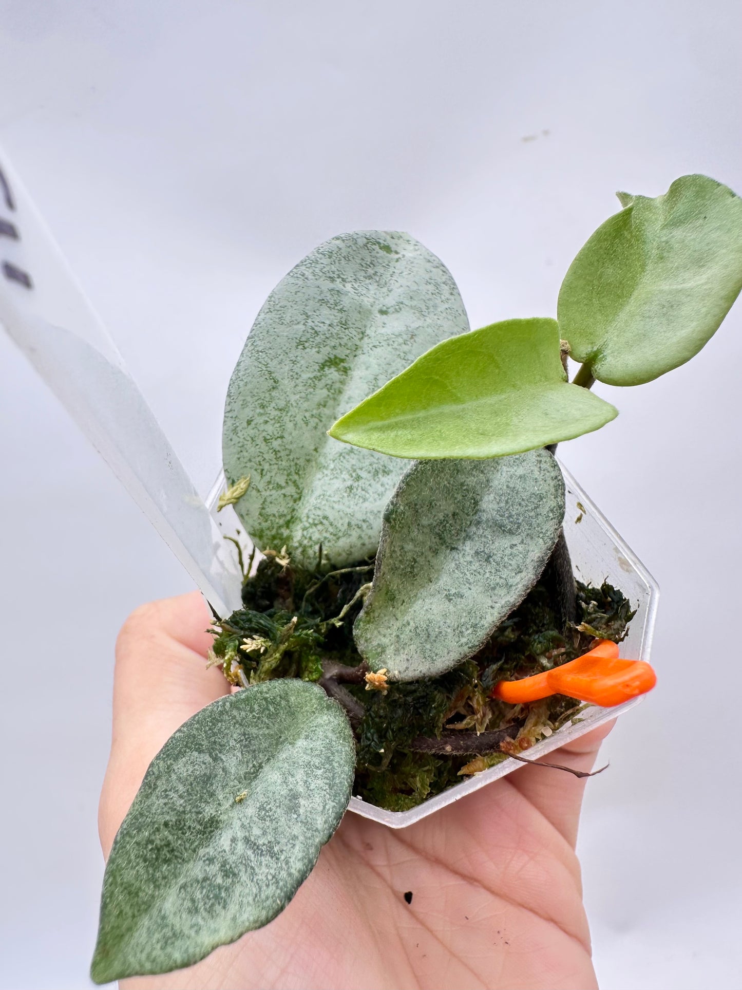 Hoya Nova Ghost - Reverted Argentea Princess