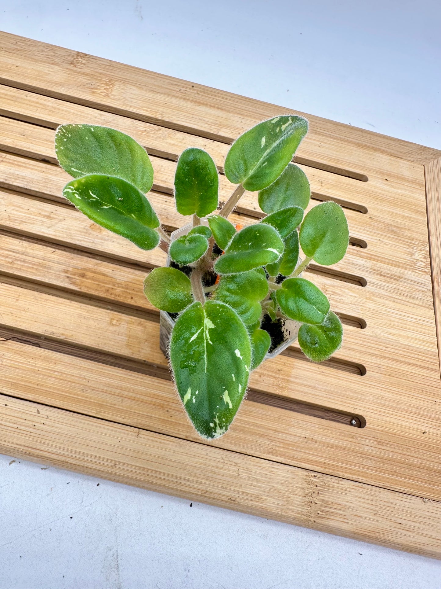 African Violet Variegated