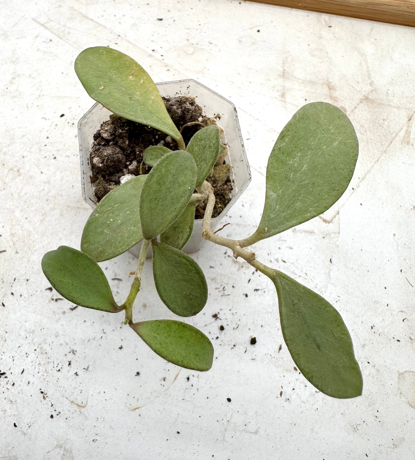 Hoya Nummularioides Silver - Labour Day Sale ❤️‍🔥