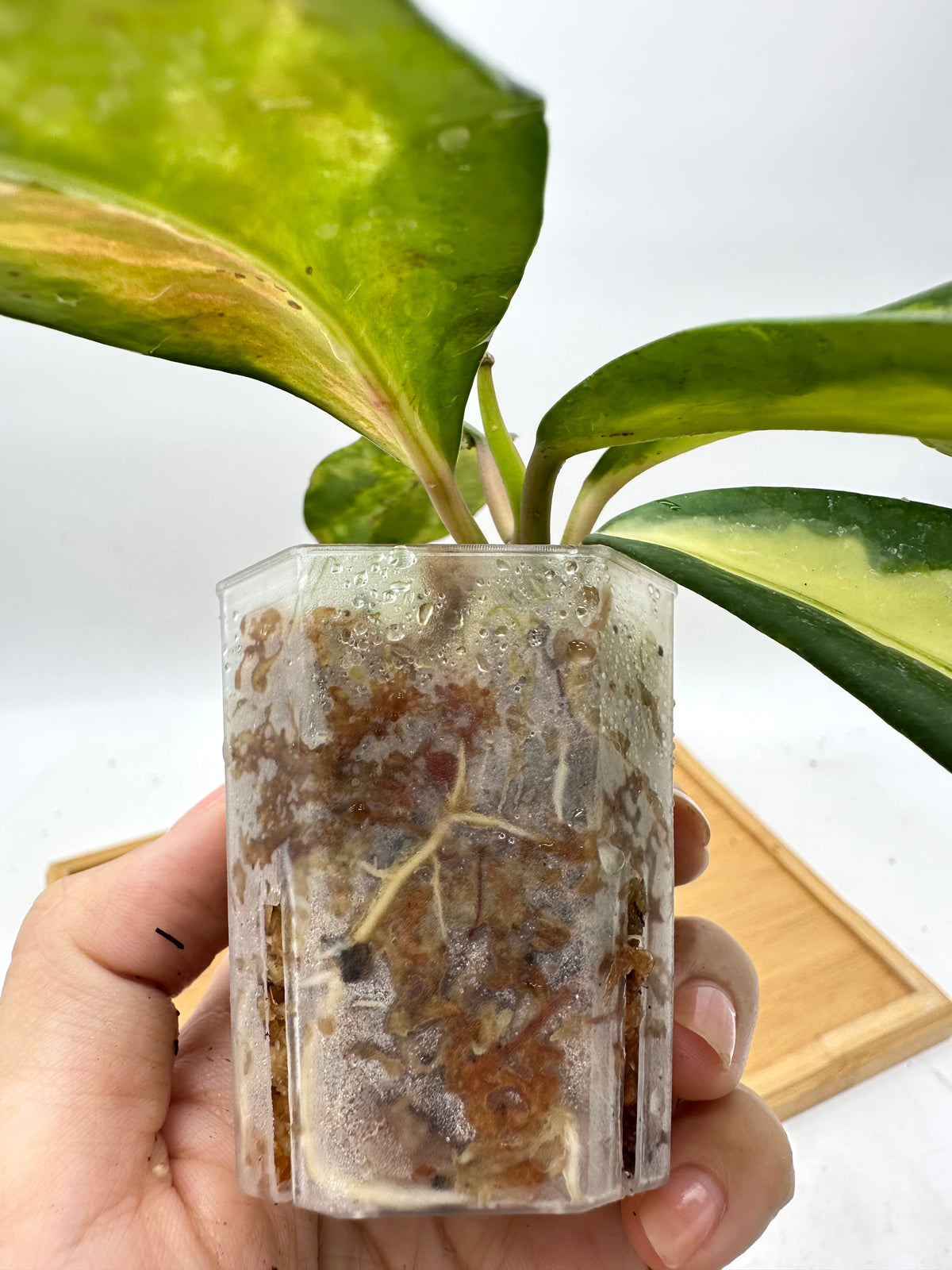 Hoya Diversifolia ‘Maharini’