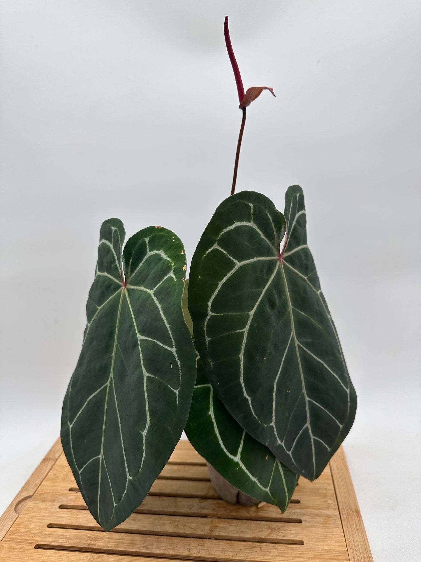 Anthurium Memoria Tim Anderson - Large