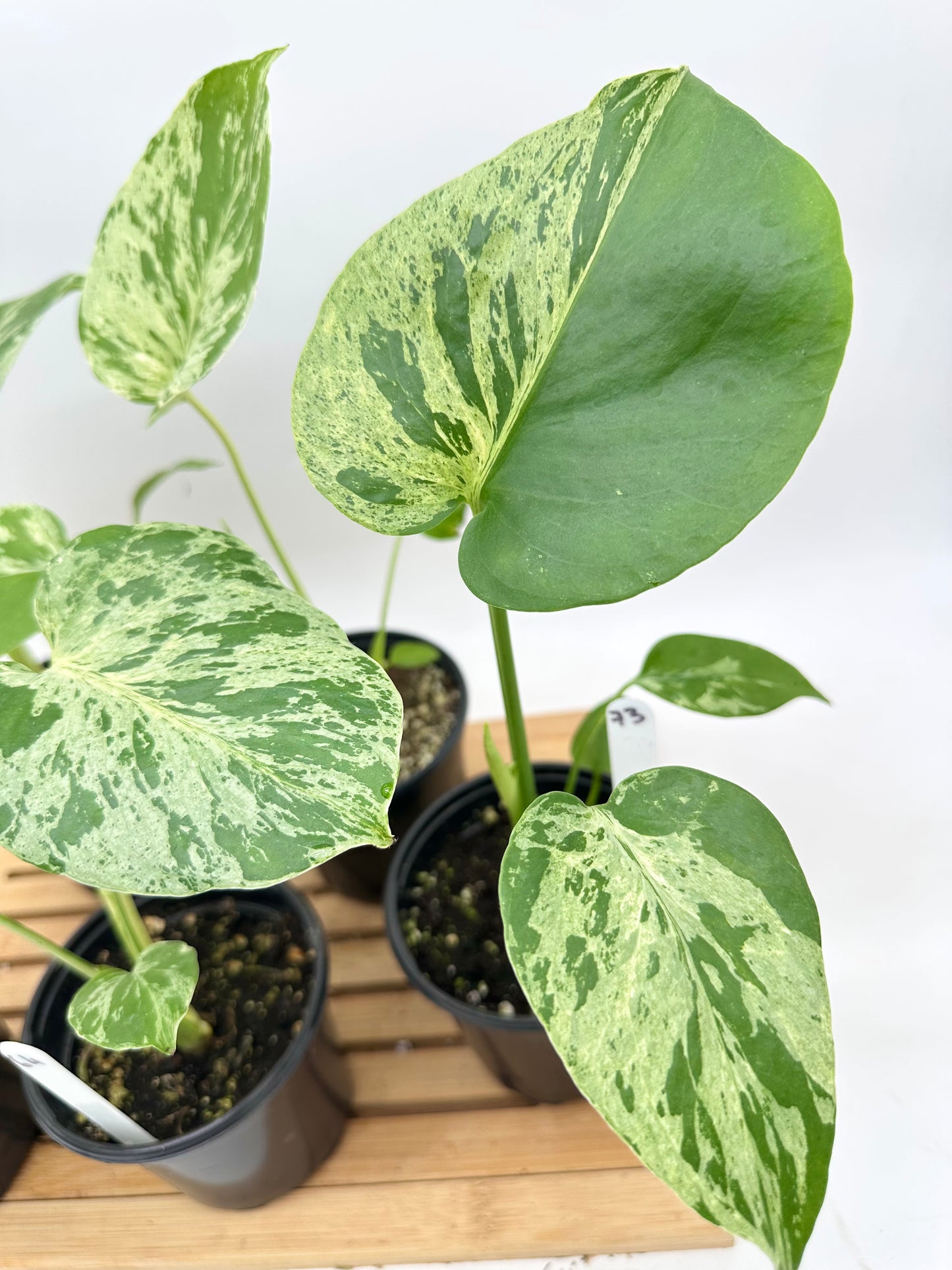 Monstera Bulbasaur in 4” Pot